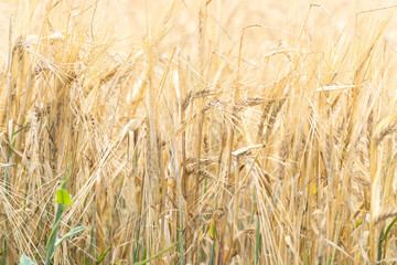 Golden ears of ripe wheat