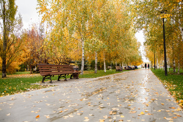 Parkway in autumn with gold trees.