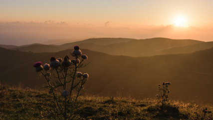 Sun shining on a woolly thistle