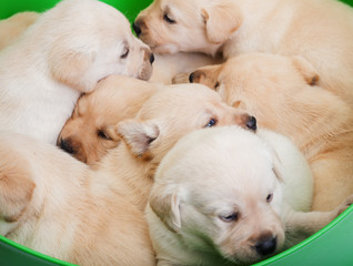 Basket full of labrador puppies cuddling together
