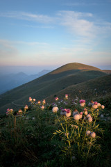 Woolly thistle in the sunlight