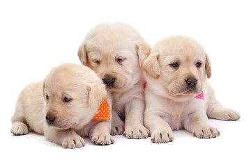 Three labrador puppy girls showing their adorable look