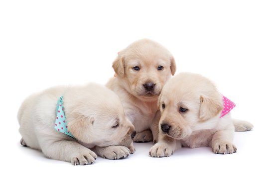 Adorable sleepy labrador puppies on white background