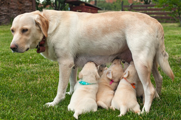 Cute labrador puppies suckling standing on their toes