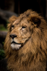 動物園のライオン