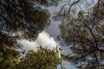 The canopy of pines framing a blue sky with clouds. Background with pine trees silhouette against blue sky. Pine tree background concept. Low angle shoot of pine trees in a spring day.