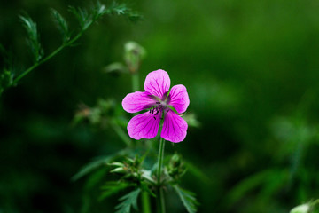 lonely purple flower on a green background