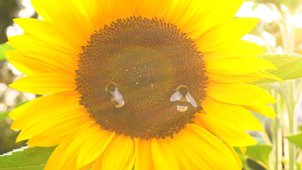 Two Bees on Sunflower
