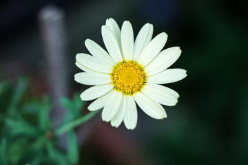 Fototapeta premium マーガレットの花