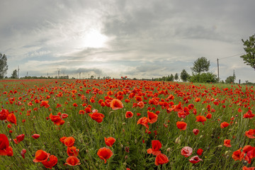 Mohn, Klatschmohn, Wiese