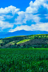 A corn field, mountain landscape on the background.