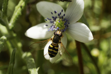 Anemone tetrasepala white flowers with bee Valley of flowers, Uttarakhand