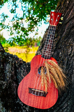 An ukulele guitar with a golden rye spikes. Music, nature and harvesting concept.