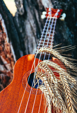 An ukulele guitar with a golden rye spikes. Music, nature and harvesting concept.