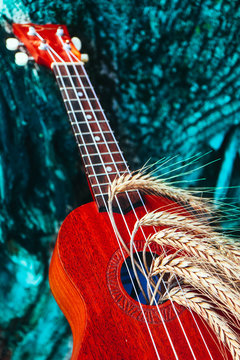 An ukulele guitar with a golden rye spikes. Music, nature and harvesting concept.