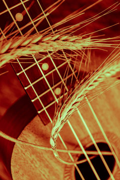 An ukulele guitar with a golden rye spikes. Music, nature and harvesting concept.
