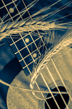 An ukulele guitar with a golden rye spikes. Music, nature and harvesting concept.