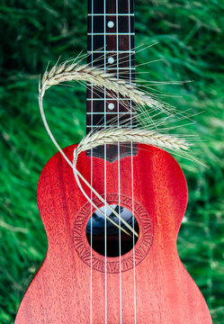 An ukulele guitar with a golden rye spikes. Music, nature and harvesting concept.