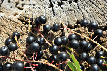Prunus padus (bird cherry, hackberry, hagberry, Mayday tree) branches with black berries and leaves on gray  poplar bark background, top view