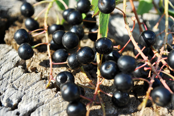 Prunus padus (bird cherry, hackberry, hagberry, Mayday tree) branches with black berries and leaves on gray  poplar bark background, top view