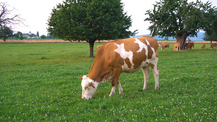 Fototapeta na wymiar Brown and White Cows Eating Grass on Rural Countryside Meadow in Switzerland