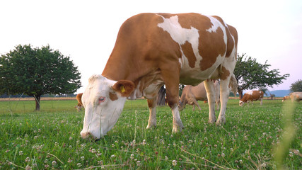 Cow Grazing on Meadow - Low Angle