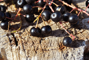 Prunus padus (bird cherry, hackberry, hagberry, Mayday tree) black berries  on gray poplar bark background, top view, close up detail