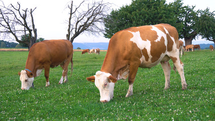 Fototapeta na wymiar Organic Farm Cows