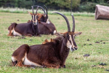 Antilopen