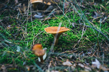 mushrooms in the moss