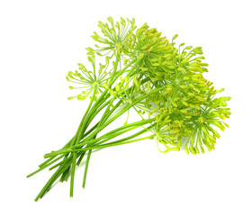 fresh dill flower isolated on white background