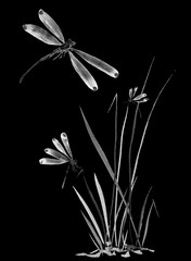 Dragonfly and grass. Watercolor and ink illustration in style sumi-e, u-sin, go-hua Oriental traditional painting. Isolated .