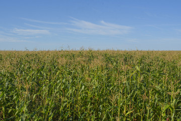 a field of corn