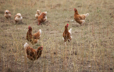 free roaming brown chicken on dutch farm in the netherlands