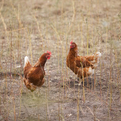free roaming brown chicken on dutch farm in the netherlands
