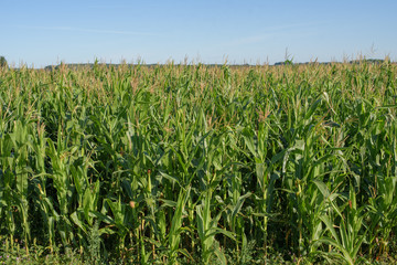 a field of corn