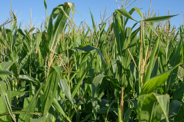 a field of corn