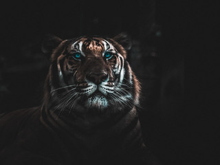Close-up of the face of a tiger in Thailand, wrapped in darkness, with these bright blue eyes that...