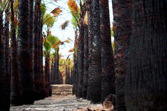 Pathway, footpath along palm trees trunks. Spain