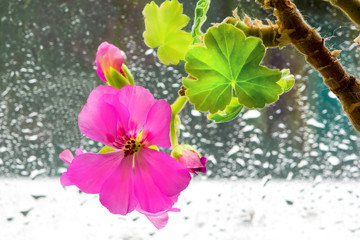 Pelargonium flower close-up on the background of rain-drenched window