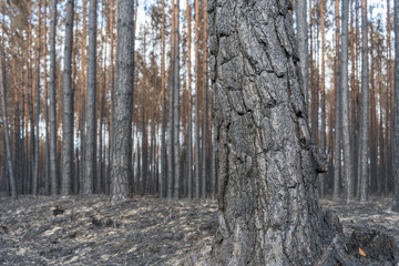 Fototapeta premium Nach Waldbrand in Brandenburg