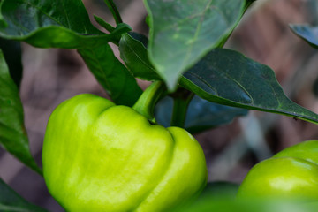 Green peppers growing in the garden. Peppers hanging on the plant. Farming. Closeup