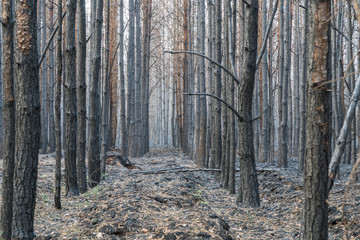 Fototapeta premium Nach dem Waldbrand Treuenbrietzen, Brandenburg
