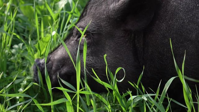 Mini pig walks on the grass. 2019-the year of the earth pig.