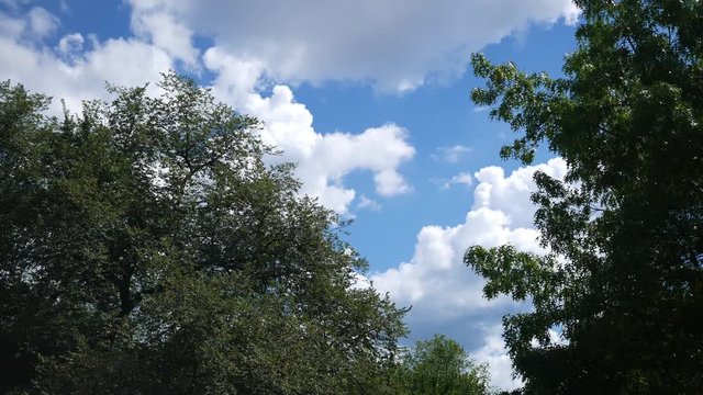 Clouds passing by trees in a wilderness