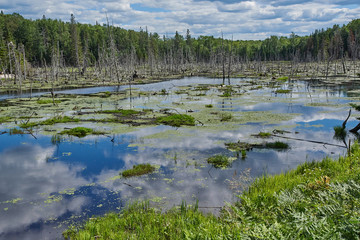 Fototapeta premium Sumpfsee vom Biber angelegt
