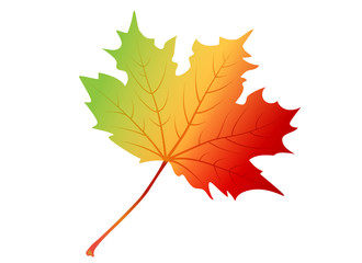 Autumn maple leaf isolated on white background, vector fall leaf of maple in flat style