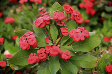 Christusdorn (Euphorbia milii) mit roten Blüten