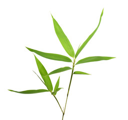 Bamboo leaves isolated on white background