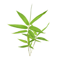 Bamboo leaves isolated on white background